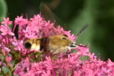 <i>Hemaris fuciformis</i>