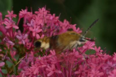 <i>Hemaris fuciformis</i>