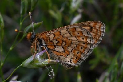 <i>Euphydryas aurinia</i>