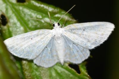 <i>Asthena anseraria</i>