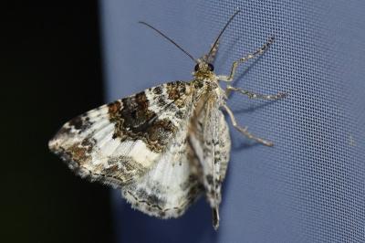 <i>Epirrhoe rivata</i>