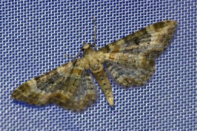 <i>Eupithecia pulchellata</i>