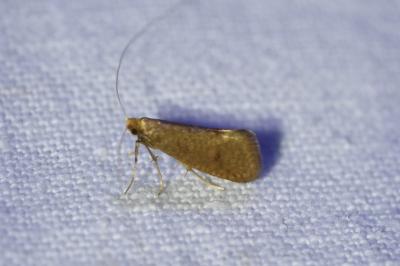 <i>Nematopogon metaxella</i>