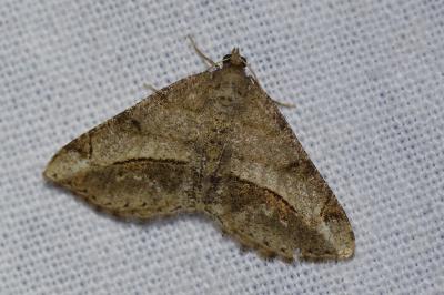 <i>Chiasmia aestimaria</i>