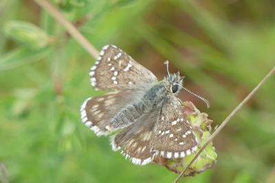 <i>Pyrgus armoricanus</i>