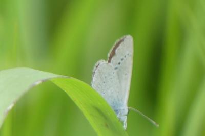 <i>Cupido minimus</i>