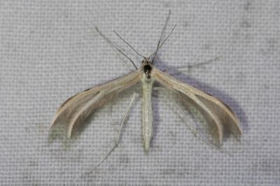 <i>Merrifieldia baliodactyla</i>