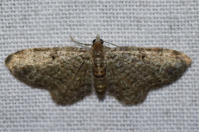 <i>Pasiphila chloerata</i>