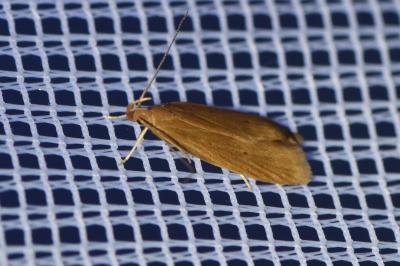 <i>Helcystogramma rufescens</i>