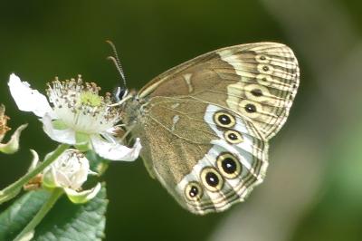 <i>Lopinga achine</i>