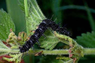 <i>Aglais io</i>