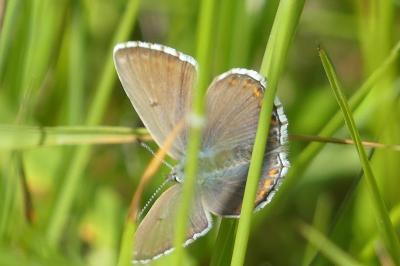 <i>Lysandra bellargus</i>