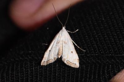 <i>Cataclysta lemnata</i>