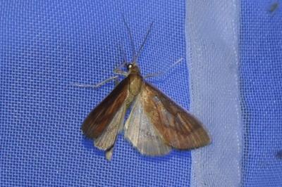 <i>Nascia cilialis</i>