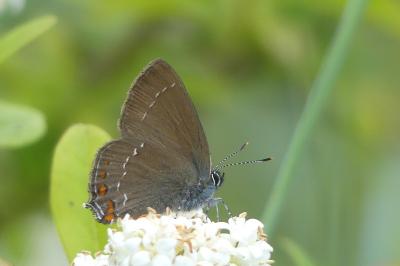 <i>Satyrium ilicis</i>