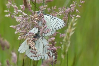 <i>Aporia crataegi</i>