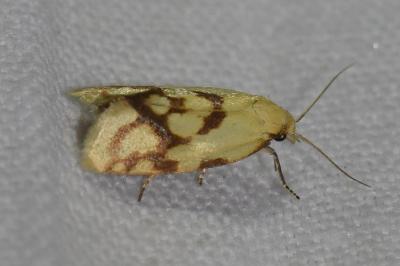 <i>Agapeta hamana</i>