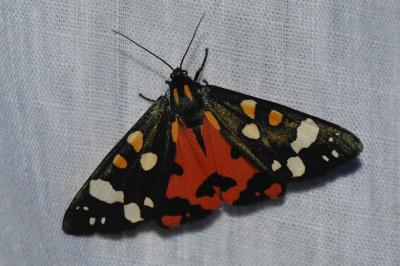 <i>Callimorpha dominula</i>