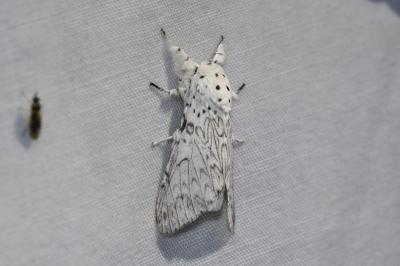 <i>Cerura erminea</i>