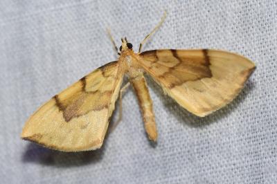 <i>Gandaritis pyraliata</i>