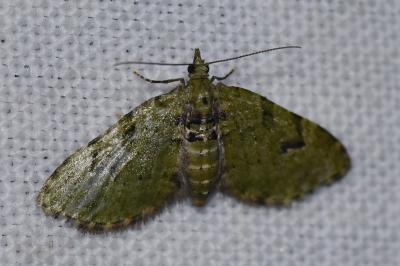 <i>Chloroclystis v-ata</i>