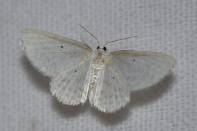 <i>Asthena anseraria</i>