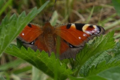 <i>Aglais io</i>