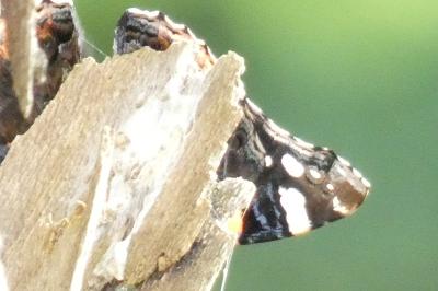 <i>Vanessa atalanta</i>