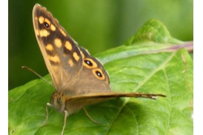 <i>Pararge aegeria</i>