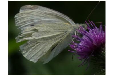 <i>Pieris rapae</i>