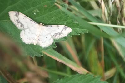 <i>Idaea trigeminata</i>