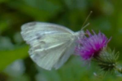 <i>Pieris rapae</i>