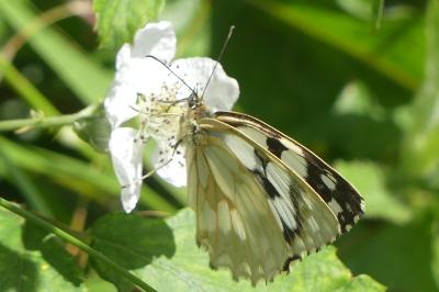 <i>Melanargia galathea</i>