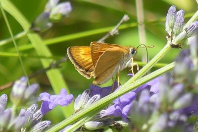 <i>Thymelicus acteon</i>