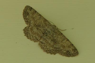 <i>Hypomecis punctinalis</i>