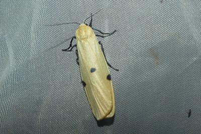 <i>Lithosia quadra</i>