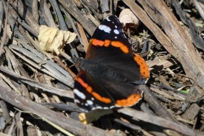 <i>Vanessa atalanta</i>