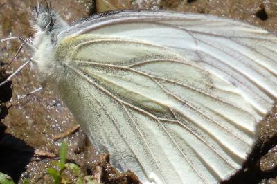 <i>Pieris napi</i>