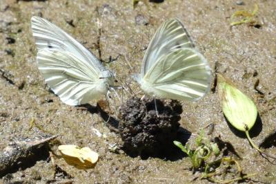 <i>Pieris napi</i>