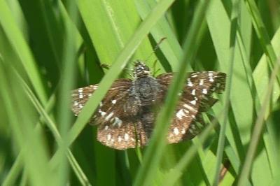 <i>Pyrgus malvae</i>