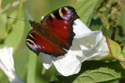 <i>Aglais io</i>