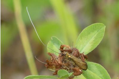 <i>Nemophora metallica</i>