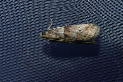 <i>Acrobasis consociella</i>