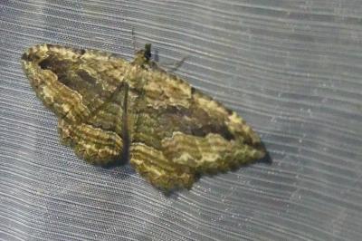 <i>Philereme transversata</i>