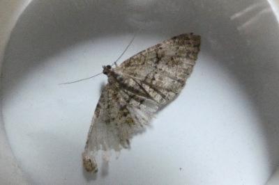 <i>Peribatodes rhomboidaria</i>