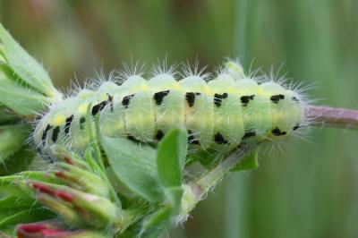 <i>Zygaena carniolica</i>