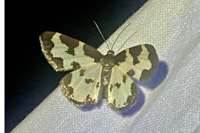 <i>Lomaspilis marginata</i>