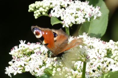 <i>Aglais io</i>