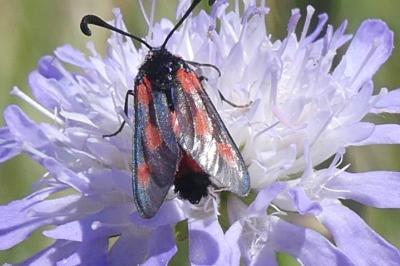<i>Zygaena sarpedon</i>
