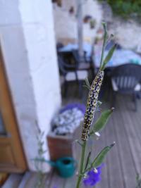 <i>Periphanes delphinii</i>